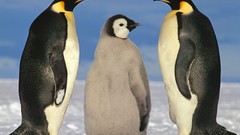 Animals Birds Penguins