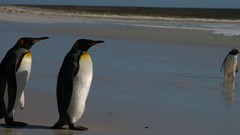 Animals Birds Penguins