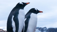 Animals Birds Penguins