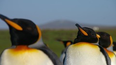 Animals Birds Penguins