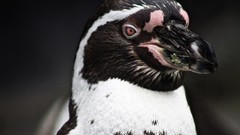 Animals Birds Penguins