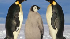 Animals Birds Penguins