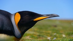 Animals Birds Penguins