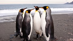 Animals Birds Penguins