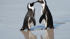 Animals Birds Penguins african