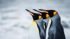 Animals Birds Penguins Antarctica