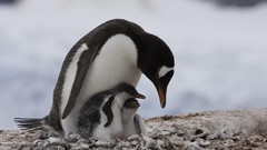 Animals Birds Penguins baby birds