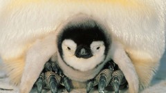 Animals Birds Penguins baby birds
