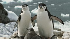 Animals Birds Penguins Chinstrap Penguins