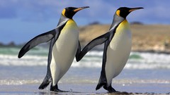Animals Birds Penguins couple Beaches