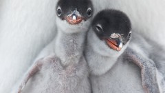 Animals Birds Penguins national geographic baby birds gentoo