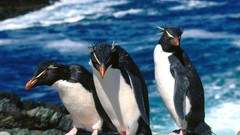 Animals Birds Penguins Rockhopper penguins