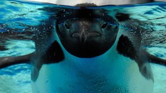 Animals Birds Penguins split-view