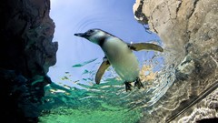 Animals Birds Penguins swimming