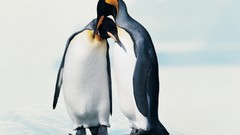 Animals Birds Penguins white background Antarctica