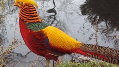 Animals Birds pheasant golden pheasant