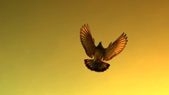 Animals Birds Pigeons