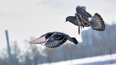 Animals Birds Pigeons