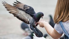 Animals Birds Pigeons