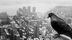 Animals Birds Pigeons cityscapes grayscale