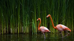 Animals Birds Plants flamingos