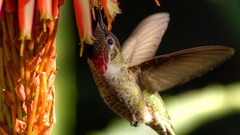 Animals Birds Plants HDR Photography