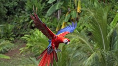 Animals Birds Plants Parrots flying Scarlet Macaws