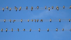 Animals Birds power lines