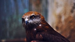 Animals Birds Predators bird of prey blurred background hawks