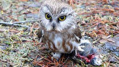 Animals Birds Prey Owls