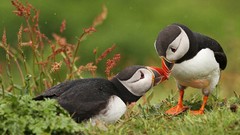Animals Birds puffin