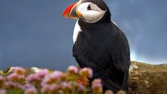 Animals Birds puffin
