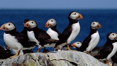 Animals Birds puffin