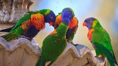 Animals Birds rainbow lorikeet