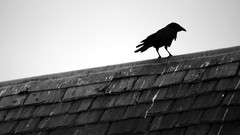Animals Birds Ravens rooftops greyscale