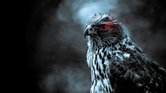 Animals Birds red eyes hawk bird of prey selective coloring