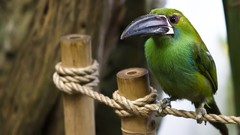 Animals Birds Ropes toucans