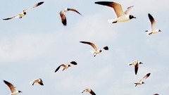 Animals Birds seagulls