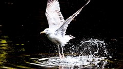 Animals Birds seagulls