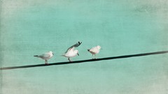 Animals Birds seagulls minimalistic skyscapes