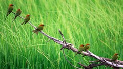 Animals Birds sitting Bee Eaters