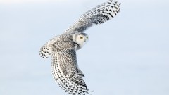 Animals Birds snowy owl