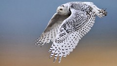 Animals Birds snowy owl