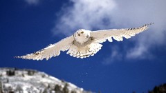 Animals Birds snowy owl Owls