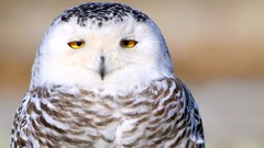 Animals Birds snowy owl Owls