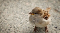 Animals Birds sparrow