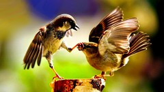 Animals Birds sparrow