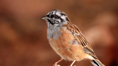 Animals Birds sparrow