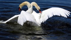 Animals Birds Swans