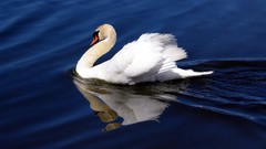 Animals Birds Swans